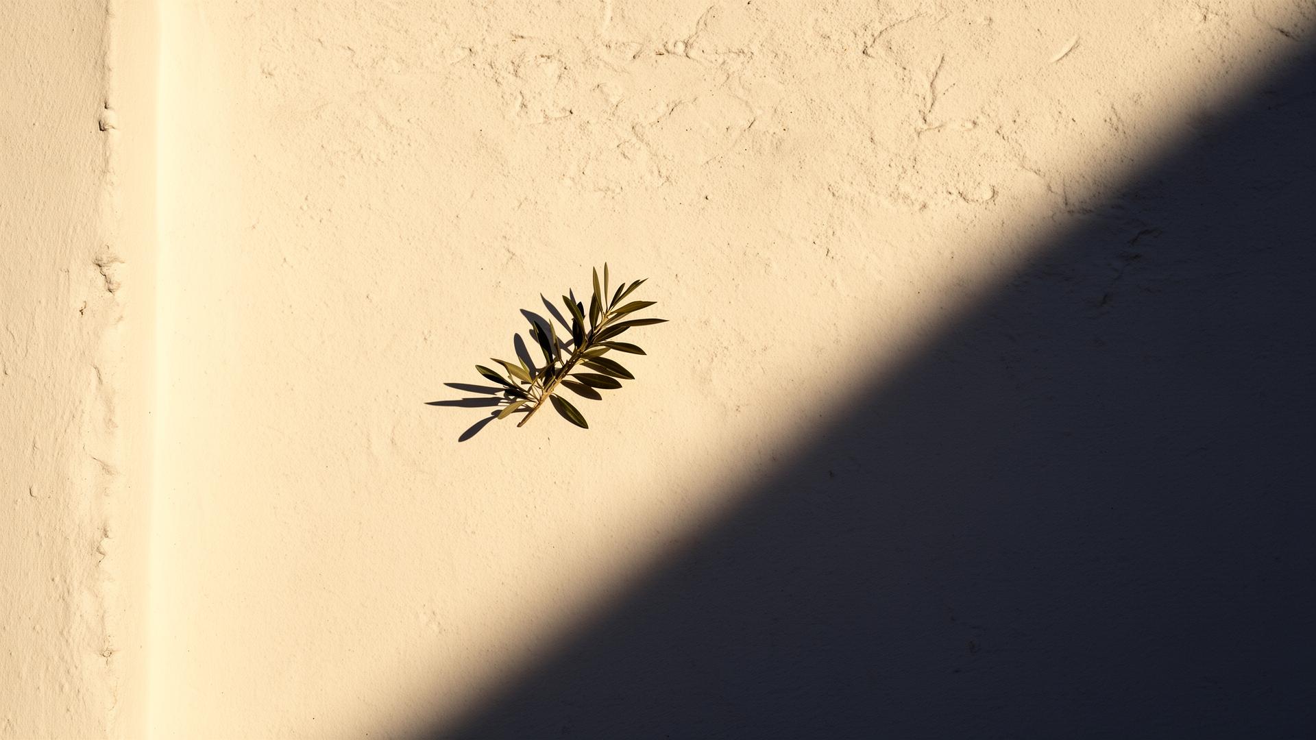 Pared andaluza con rama de olivo